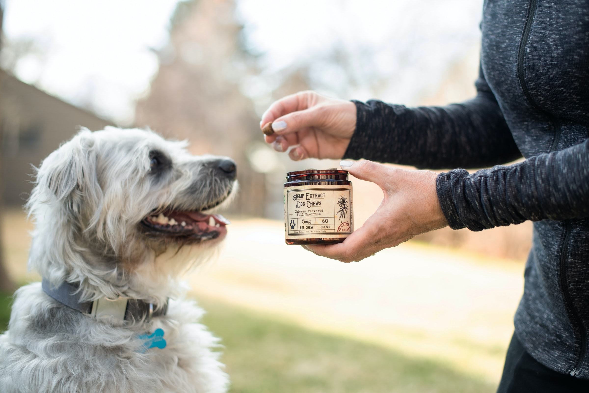 CBD treat for pets